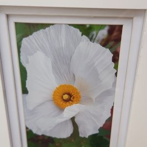 Original Photograph.